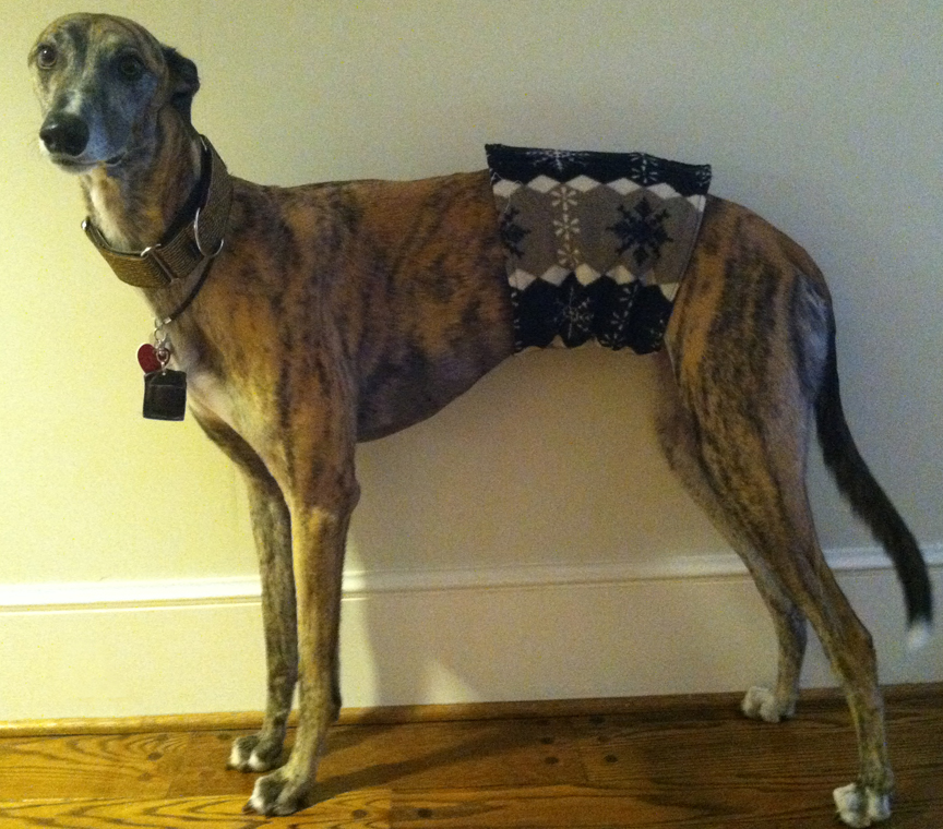 Greyhound Crossroads Belly Bands